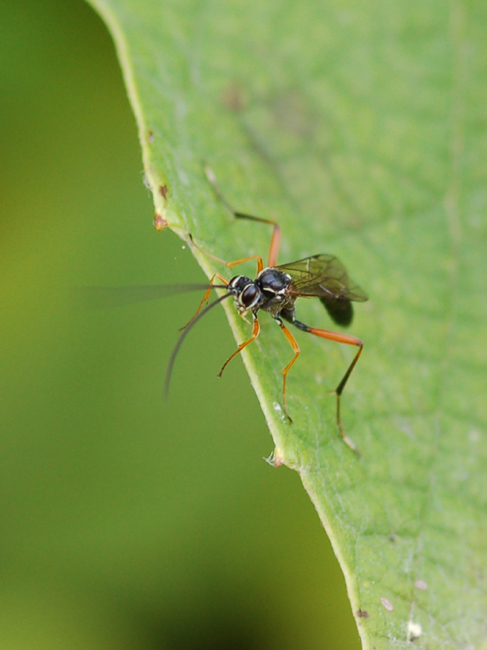 Ichneumonidae