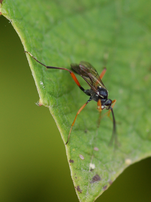 Ichneumonidae