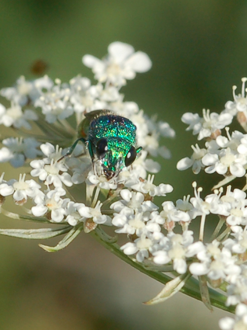 Chrisididae