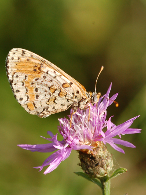 Da determinare - Melitaea didyma