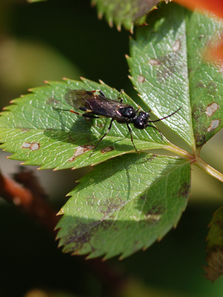 Tenthredinidae da classificare