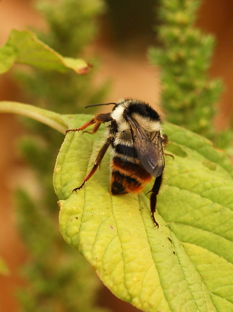 Bombus sylvarum (Apidae)