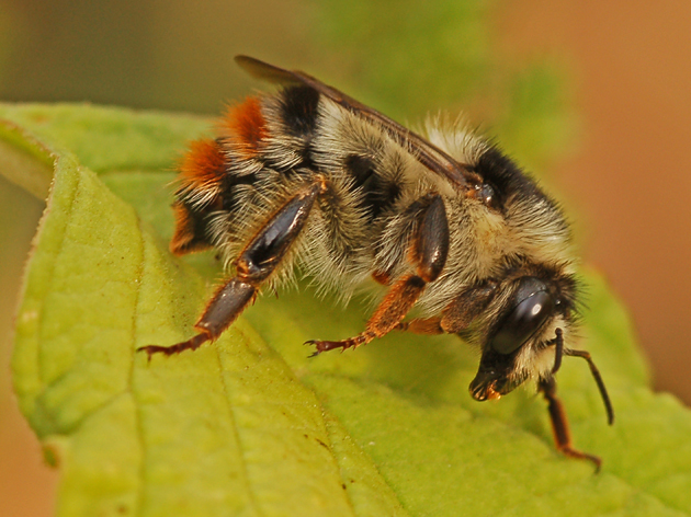 Bombus sylvarum (Apidae)
