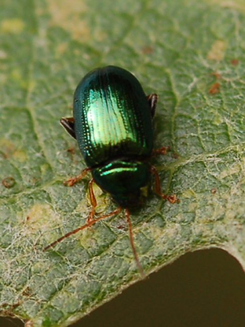 Da identificare: Crepidodera aurea