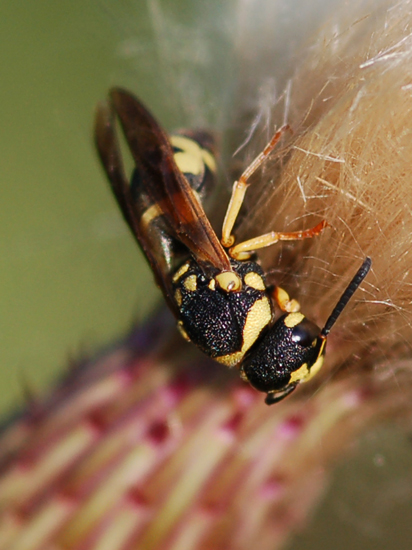 Vespidae Eumeninae