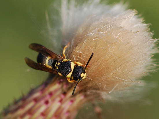 Vespidae Eumeninae