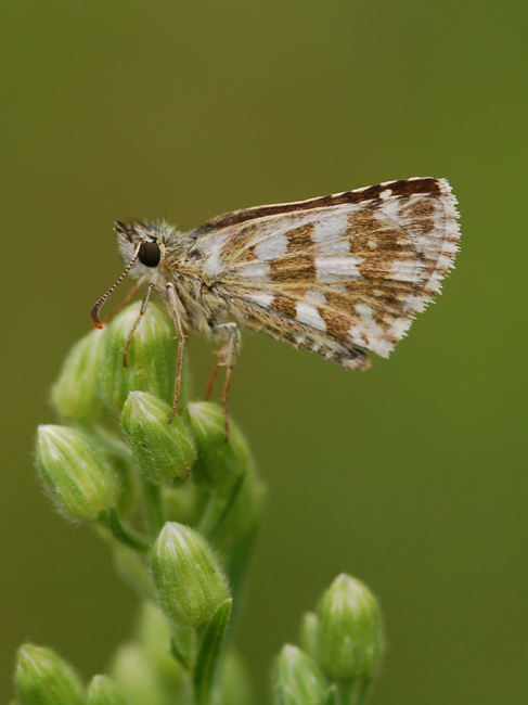 Aiuto per classificarla  - Nymphallidae.....?