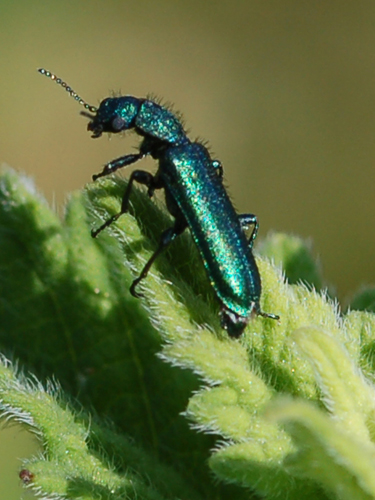 Oedemera nobilis? No, Psilothrix viridicoerulea