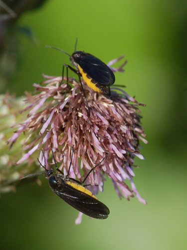 Sciara cf. analis (Sciaridae)