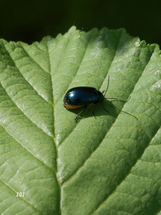 Chrysolina sanguinolenta? Agelastica alni