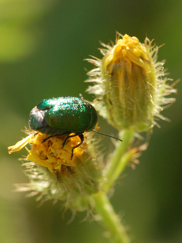 Da determinare: Cryptocephalus samniticus