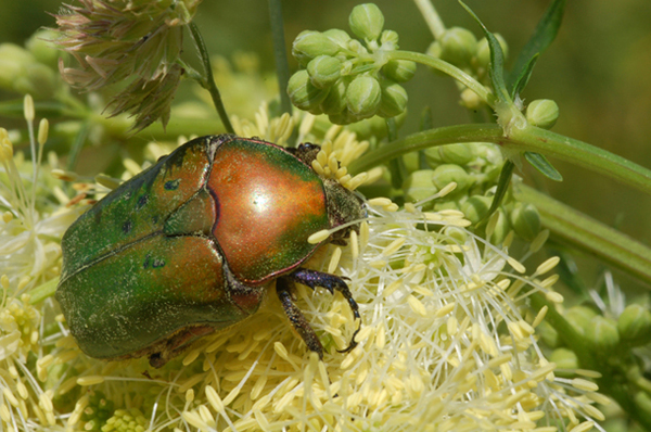 Protaetia cuprea