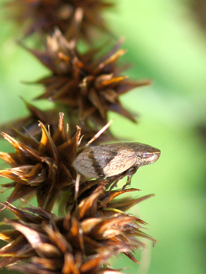 Da identificare...Lepyronia coleoptrata