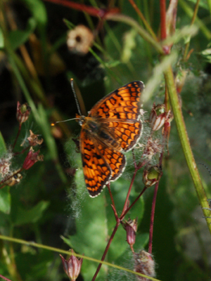 Melitae didyma