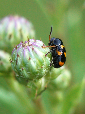 Sembrerebbero due Cryptocephalus... octacosmus