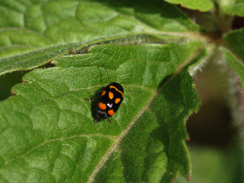 Sembrerebbero due Cryptocephalus... octacosmus