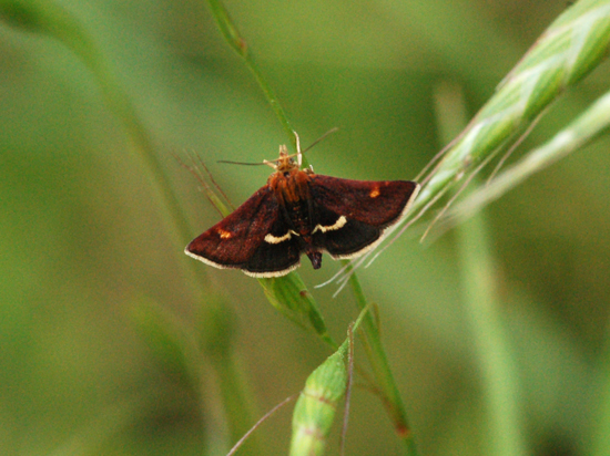 Da identificare - Pyrausta obfuscata