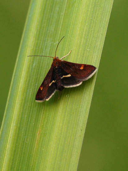 Da identificare - Pyrausta obfuscata