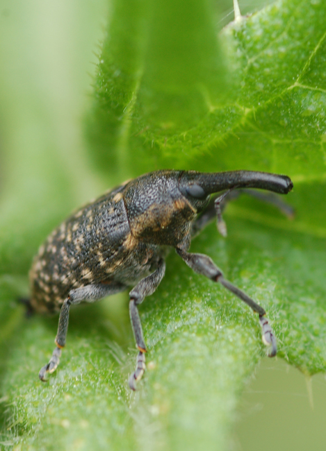 Larinus Turbinatus ?