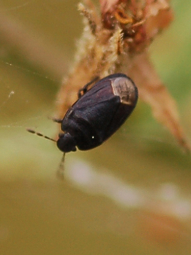 Cydnidae: Ochetostethus cf nanus di Toscana