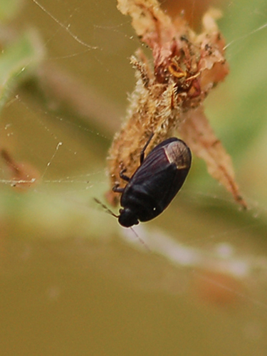 Cydnidae: Ochetostethus cf nanus di Toscana