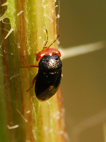 Lygaeidae: Geocoris (Piocoris) erythrocephalus, dint. Lucca
