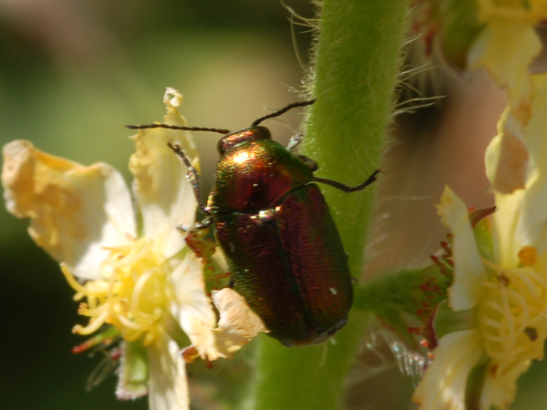 Da classificare: Cryptocephalus samniticus