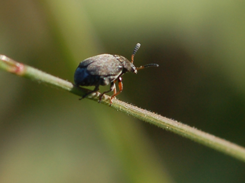 Sicuramente un Curculionidae! Ma.....