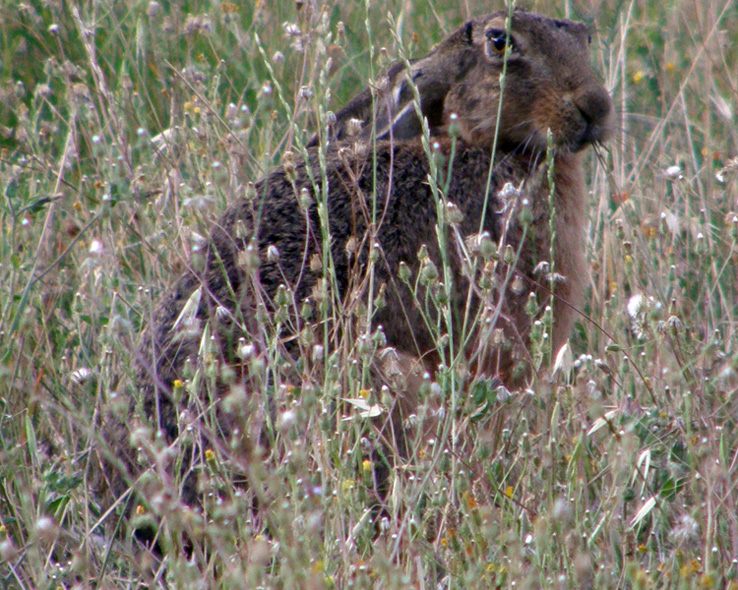 RODITORI E LAGOMORFI SELVATICI