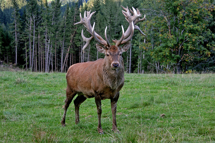 PASSIONE PER IL CERVO