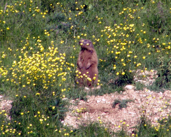 RODITORI E LAGOMORFI SELVATICI