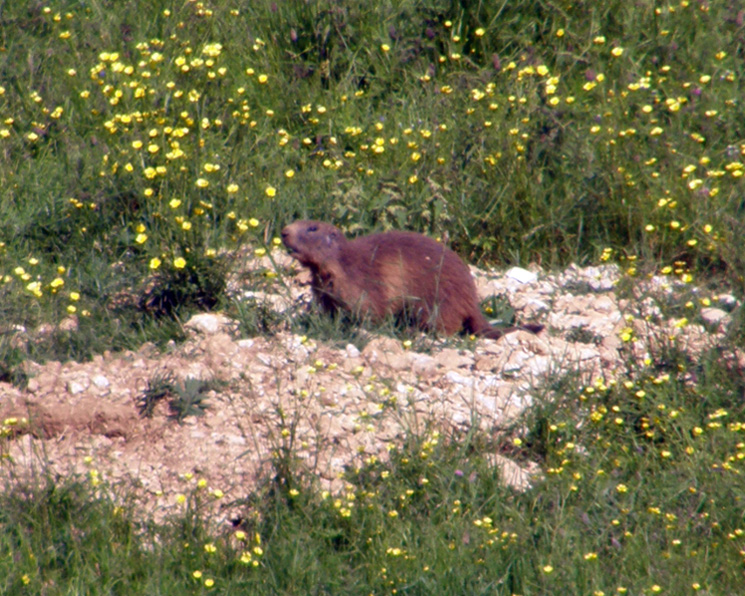 RODITORI E LAGOMORFI SELVATICI