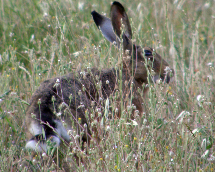 RODITORI E LAGOMORFI SELVATICI