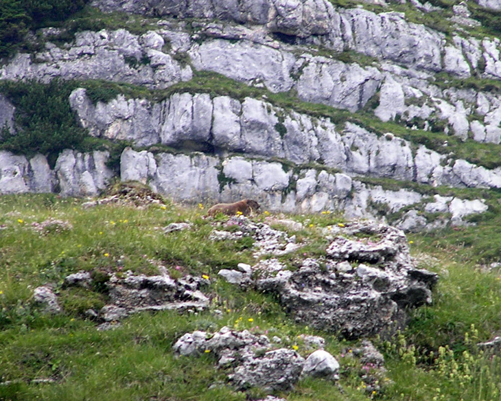 RODITORI E LAGOMORFI SELVATICI