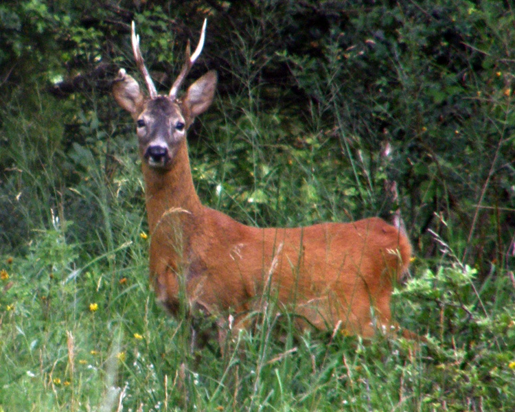 Il Capriolo