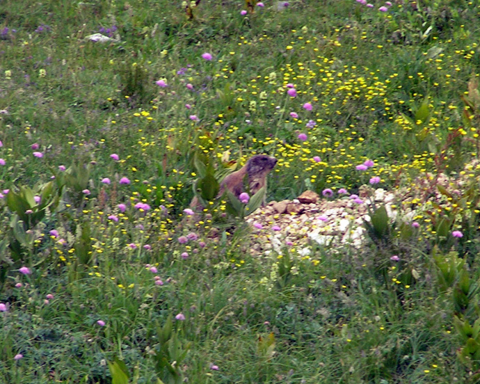 RODITORI E LAGOMORFI SELVATICI