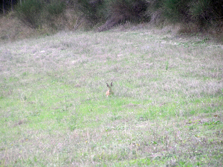 RODITORI E LAGOMORFI SELVATICI