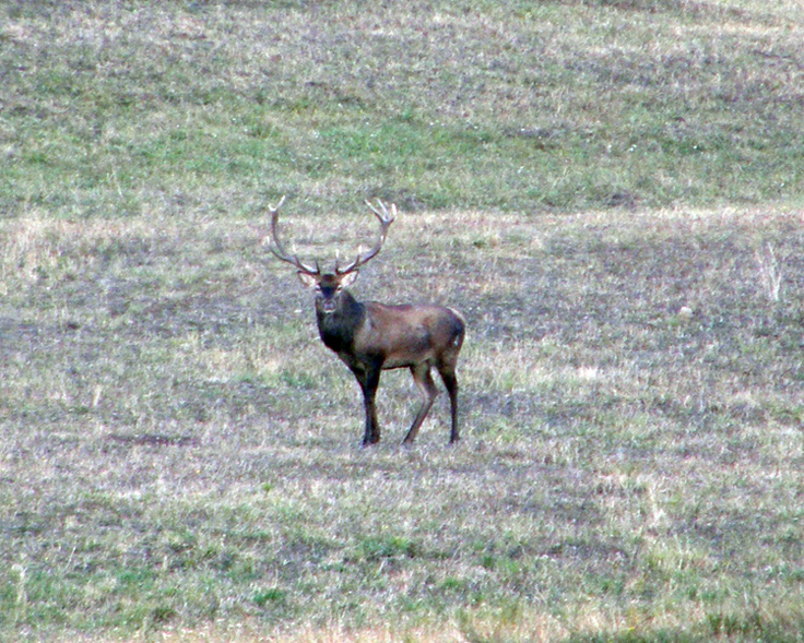PASSIONE PER IL CERVO