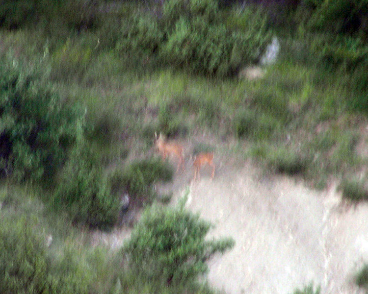 CERVIDI