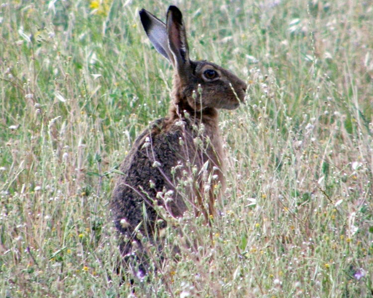 RODITORI E LAGOMORFI SELVATICI