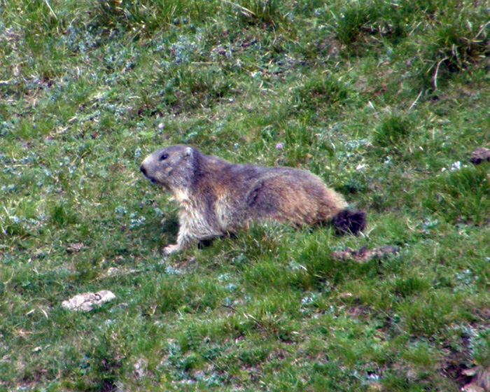 RODITORI E LAGOMORFI SELVATICI