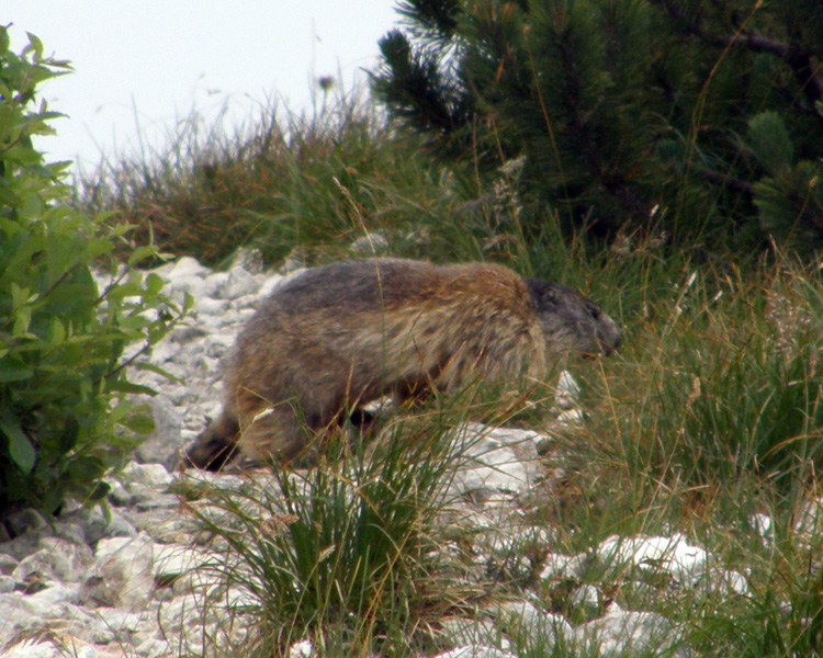 RODITORI E LAGOMORFI SELVATICI