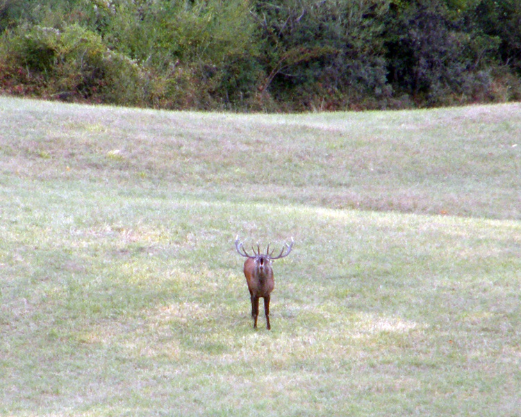 PASSIONE PER IL CERVO