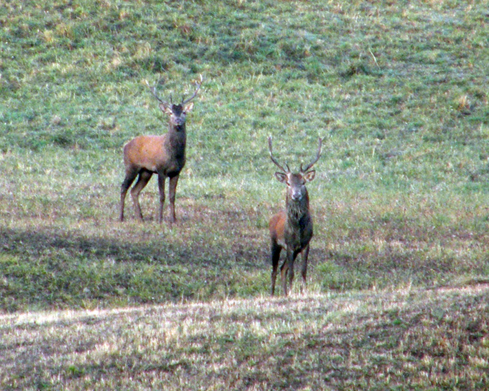 PASSIONE PER IL CERVO