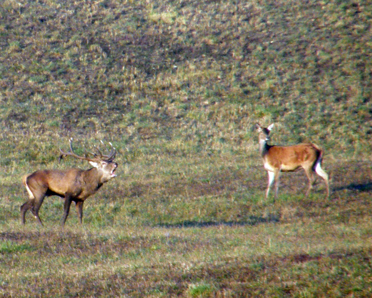 PASSIONE PER IL CERVO