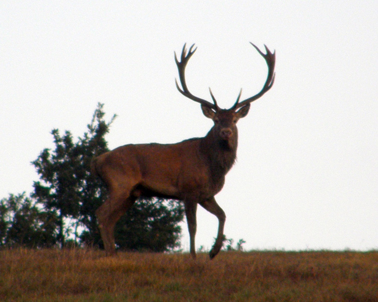 PASSIONE PER IL CERVO