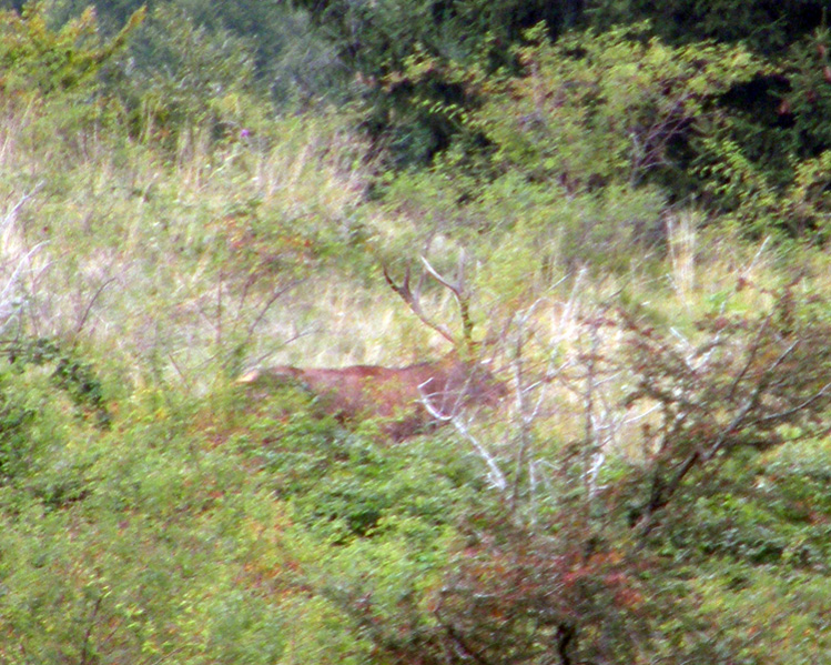 PASSIONE PER IL CERVO