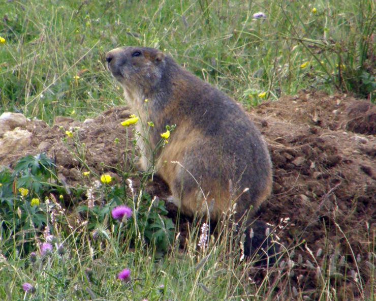 RODITORI E LAGOMORFI SELVATICI