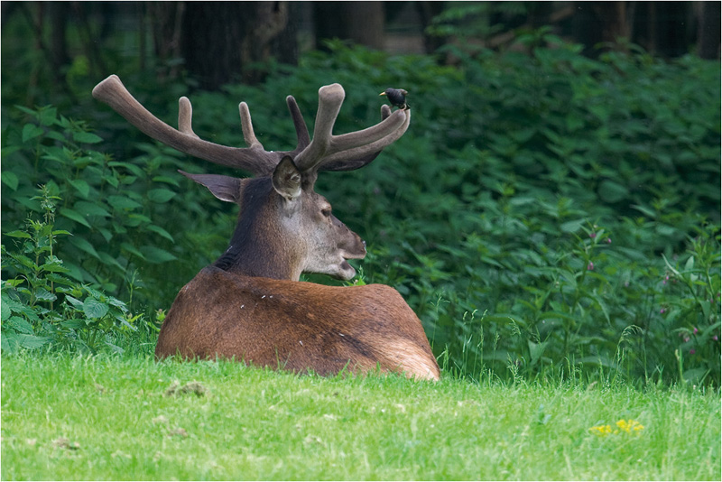 PASSIONE PER IL CERVO