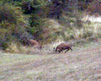 PASSIONE PER IL CERVO